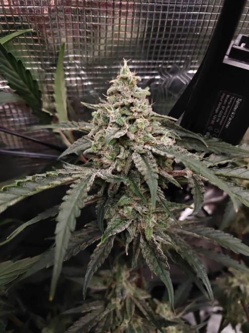 Cosmos F1 by RQS in coco. Week 10 - Day 66