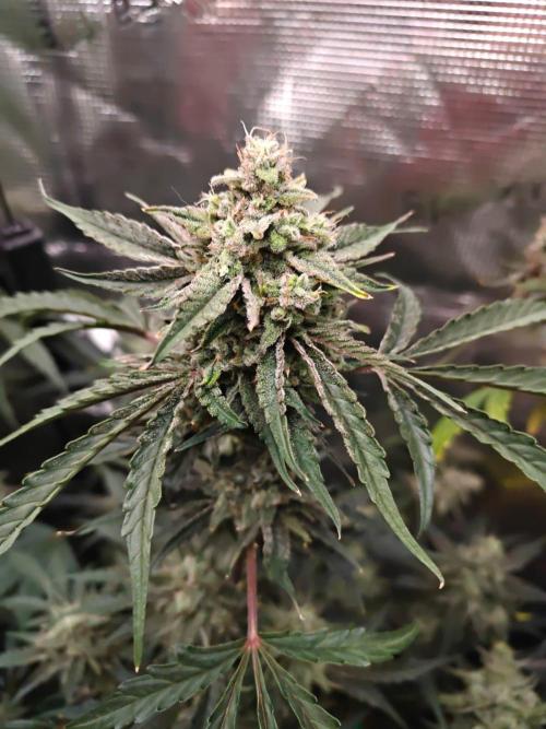 Cosmos F1 by RQS in coco. Week 10 - Day 66
