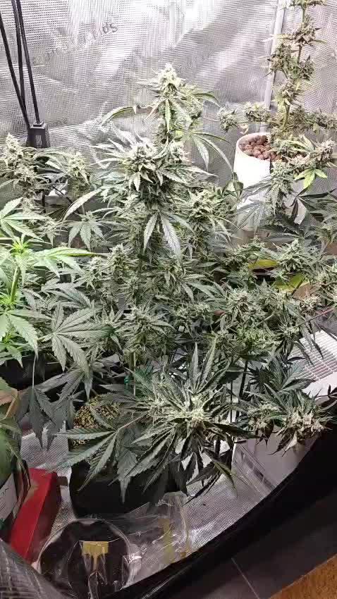 Cosmos F1 by RQS in coco