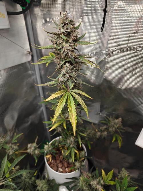 Royal CBDV auto by RQS in 3D printed pot. Week 10 - Day 66