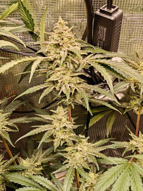 Cosmos F1 by RQS in coco. Week 10 - Day 67