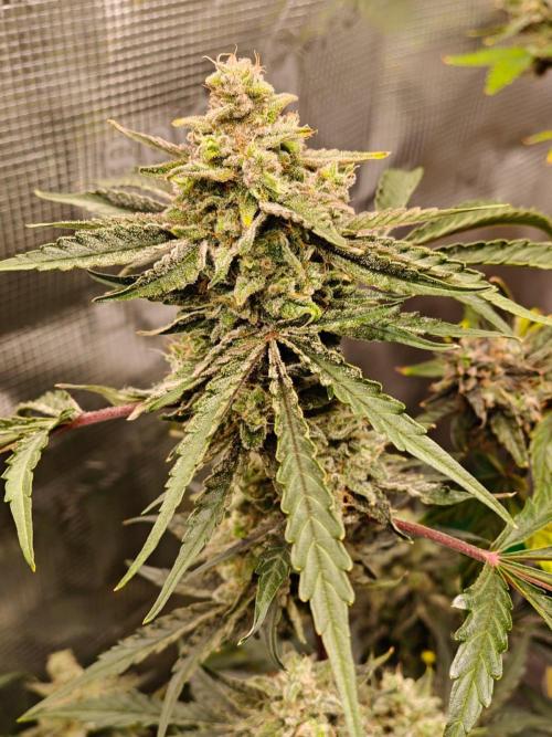 Cosmos F1 by RQS in coco. Week 10 - Day 67