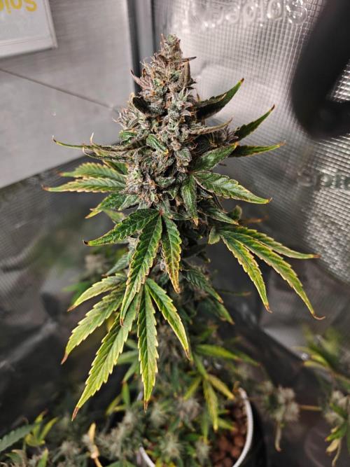 Royal CBDV auto by RQS in 3D printed pot. Week 10 - Day 67