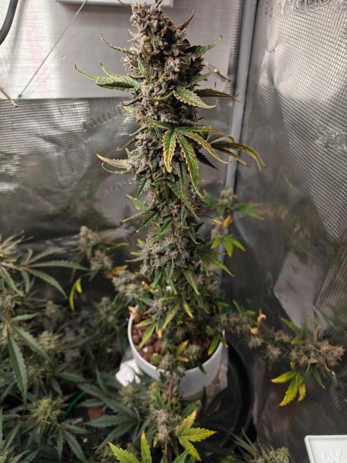 Royal CBDV auto by RQS in 3D printed pot. Week 10 - Day 68