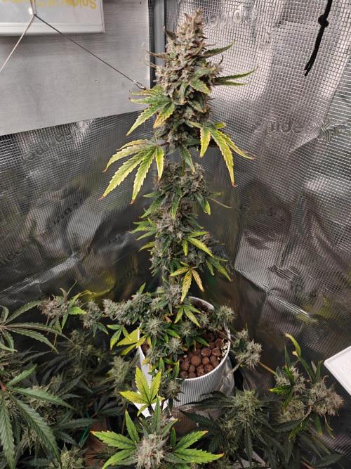 Royal CBDV auto by RQS in 3D printed pot. Week 10 - Day 69