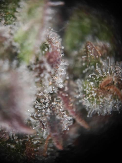 Cosmos F1 by RQS in coco. Week 11 - Day 70