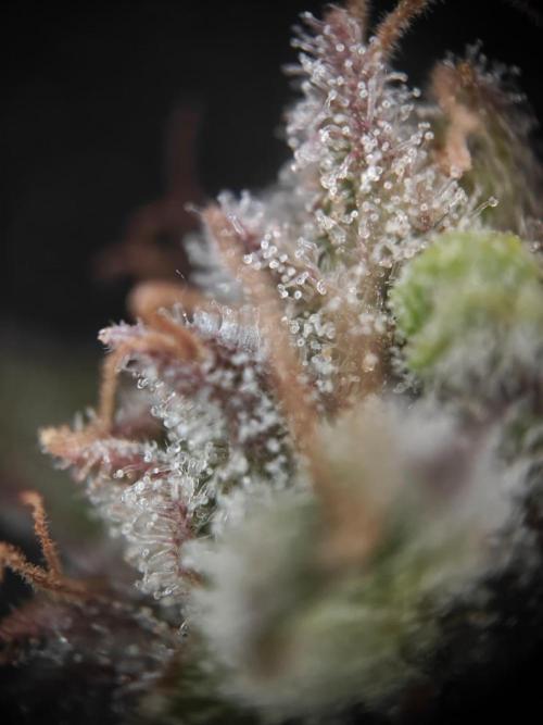 Cosmos F1 by RQS in coco. Week 11 - Day 70