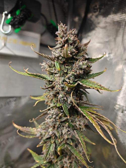 Royal CBDV auto by RQS in 3D printed pot. Week 11 - Day 70
