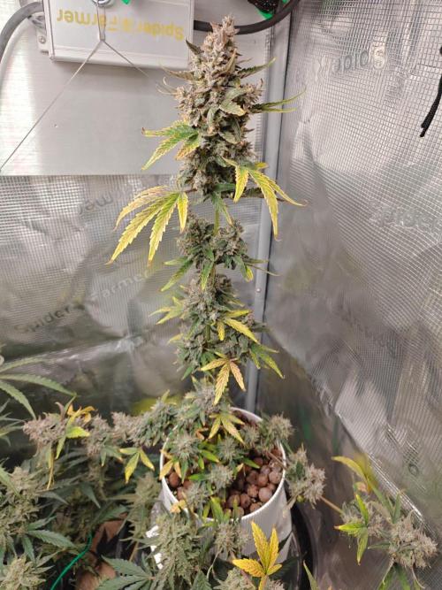Royal CBDV auto by RQS in 3D printed pot. Week 11 - Day 71