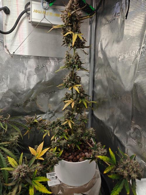 Royal CBDV auto by RQS in 3D printed pot. Week 11 - Day 72