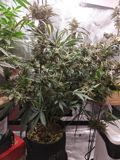 Cosmos F1 by RQS in coco. Week 11 - Day 73