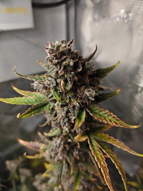 Royal CBDV auto by RQS in 3D printed pot. Week 11 - Day 73