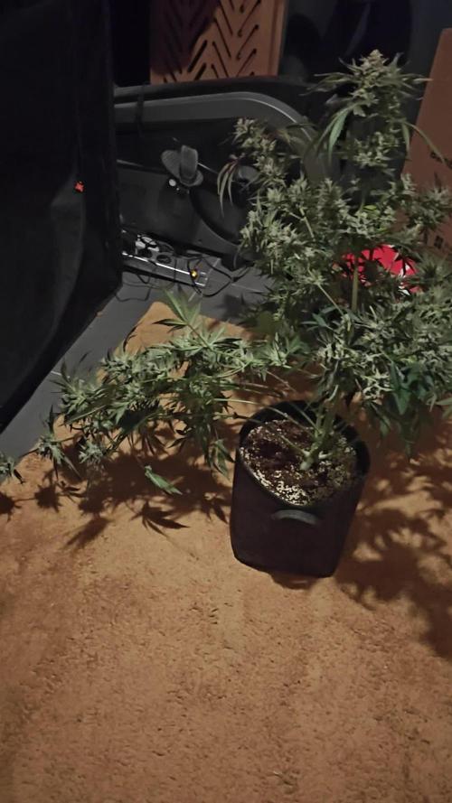 Cosmos F1 by RQS in coco