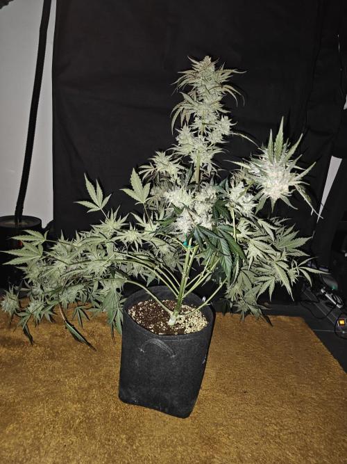Cosmos F1 by RQS in coco. Week 12