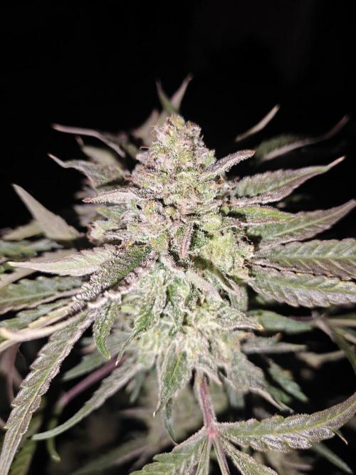 Cosmos F1 by RQS in coco. Week 12
