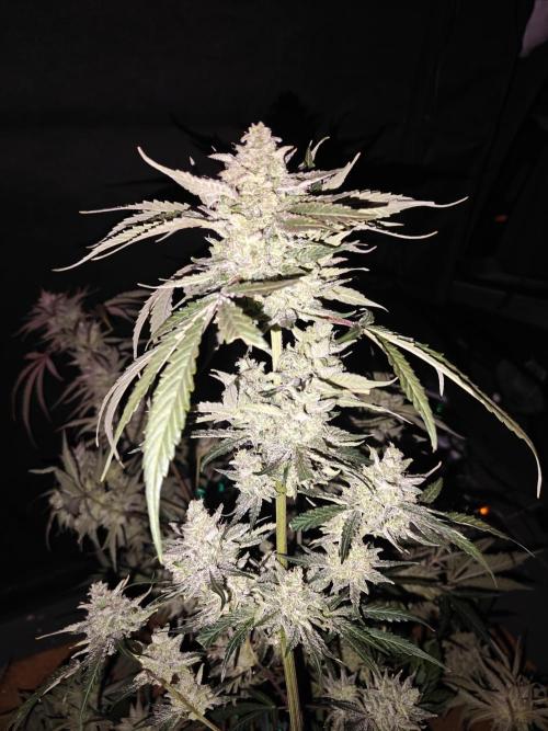 Cosmos F1 by RQS in coco. Week 12