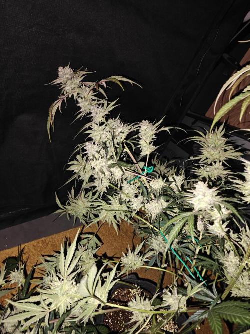 Cosmos F1 by RQS in coco. Week 12
