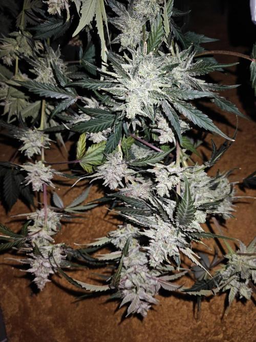 Cosmos F1 by RQS in coco. Week 12