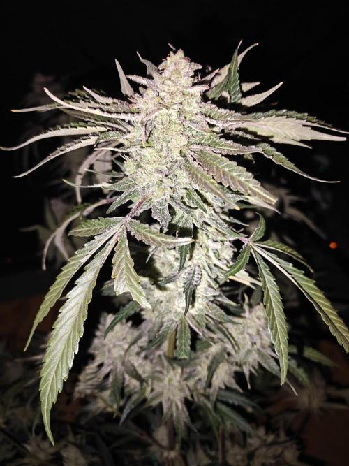 Cosmos F1 by RQS in coco. Week 12
