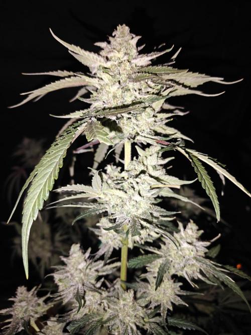 Cosmos F1 by RQS in coco. Week 12