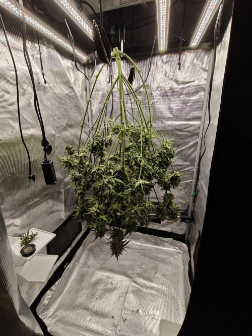 Cosmos F1 by RQS in coco. Week 12