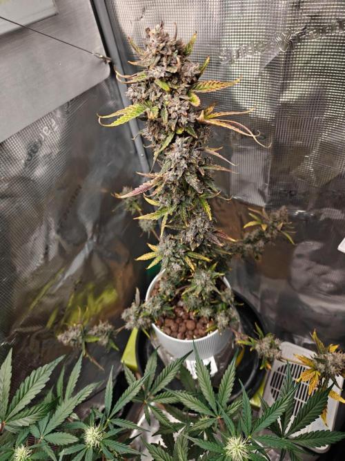 Royal CBDV auto by RQS in 3D printed pot. Week 11 - Day 74