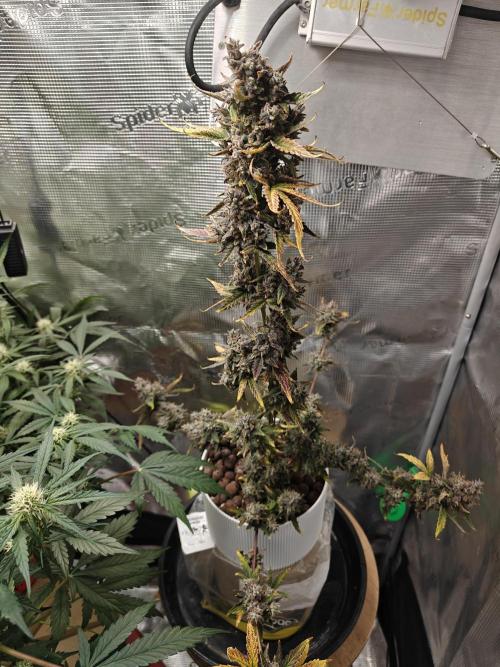 Royal CBDV auto by RQS in 3D printed pot. Week 11 - Day 75