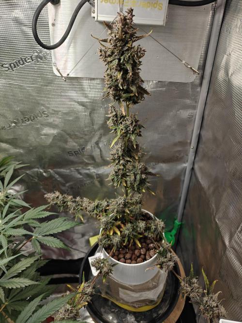 Royal CBDV auto by RQS in 3D printed pot. Week 11 - Day 76