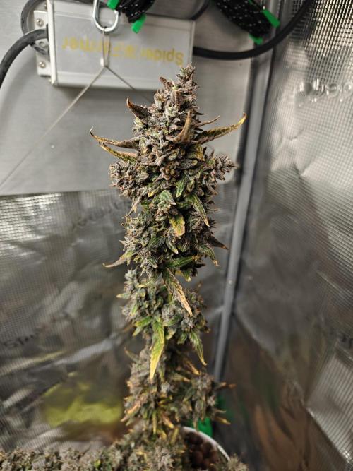 Royal CBDV auto by RQS in 3D printed pot. Week 12 - Day 77