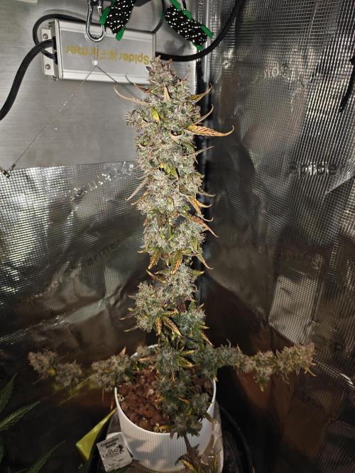 Royal CBDV auto by RQS in 3D printed pot. Week 12 - Day 78