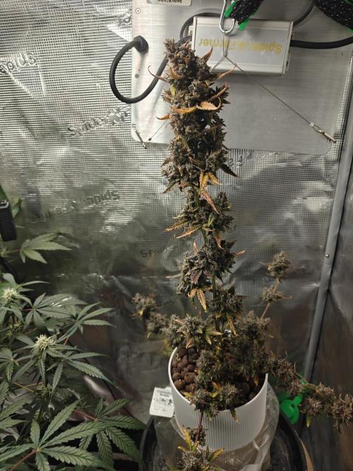 Royal CBDV auto by RQS in 3D printed pot. Week 12 - Day 79