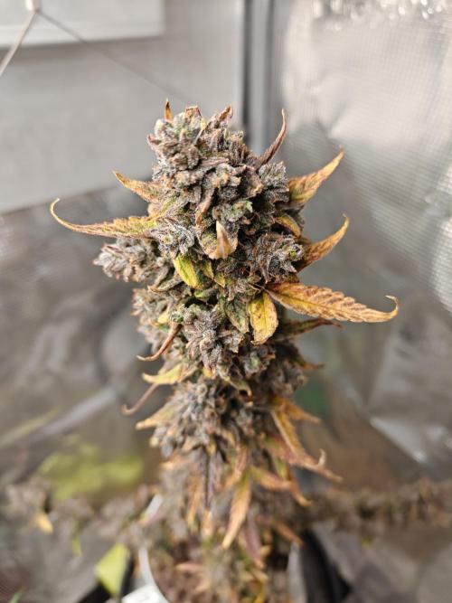 Royal CBDV auto by RQS in 3D printed pot. Week 12 - Day 80