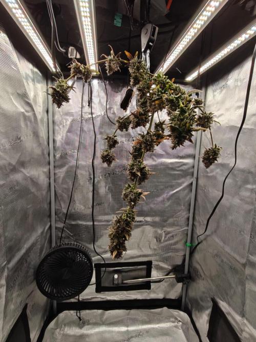 Royal CBDV auto by RQS in 3D printed pot. Week 13