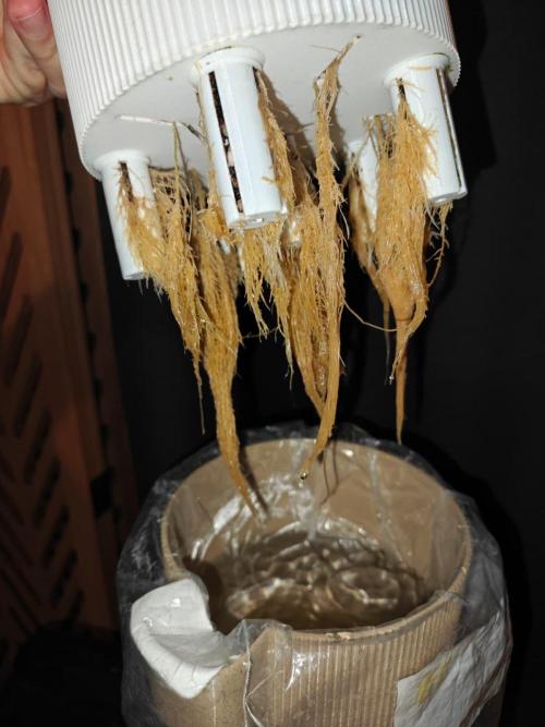 Royal CBDV auto by RQS in 3D printed pot. Week 13
