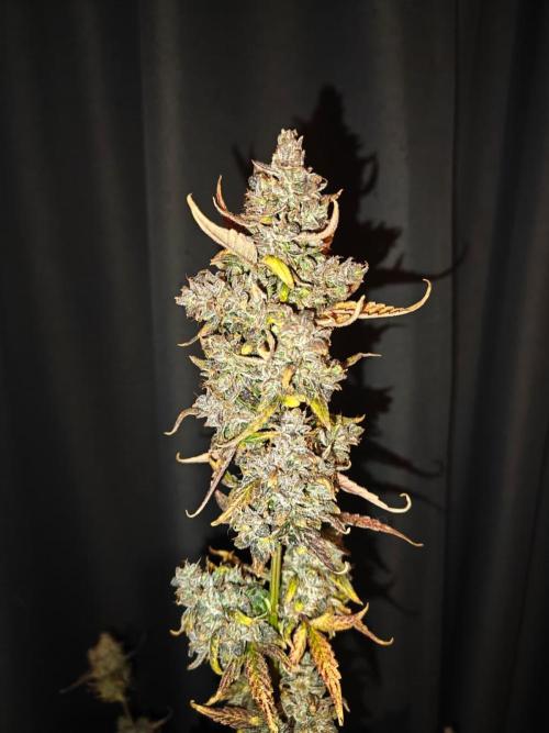 Royal CBDV auto by RQS in 3D printed pot. Week 13