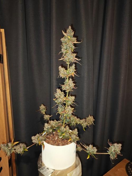 Royal CBDV auto by RQS in 3D printed pot. Week 13