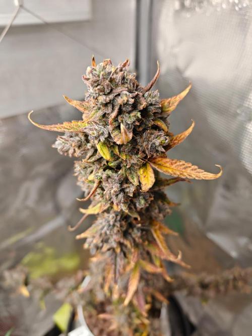 Royal CBDV auto by RQS in 3D printed pot. Week 13
