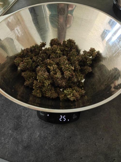 Royal CBDV auto by RQS in 3D printed pot. Week 13 - Yielded 25 grams