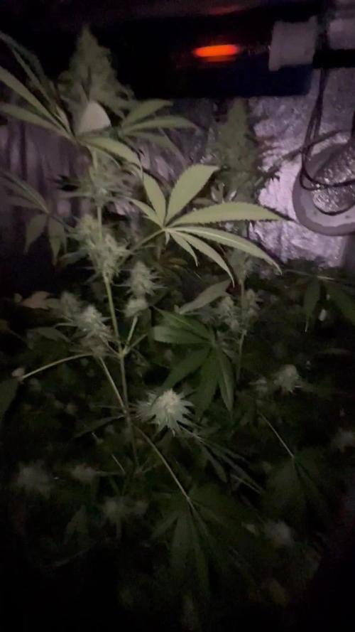 Grow after 4 years