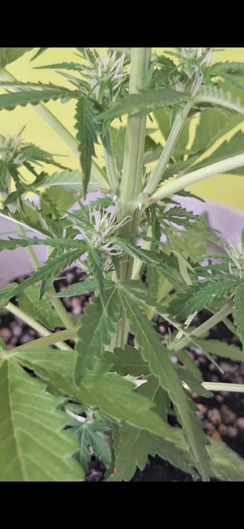 EXP#1 Orange Sherbet Auto (FastBud )