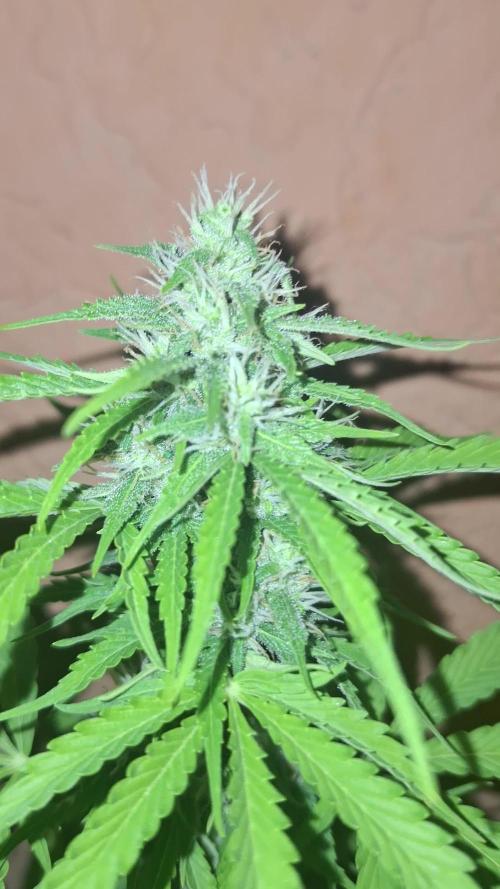 EXP#1 Orange Sherbet Auto (FastBud )