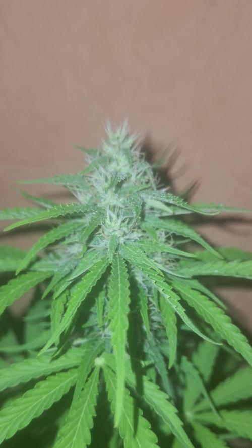 EXP#1 Orange Sherbet Auto (FastBud )