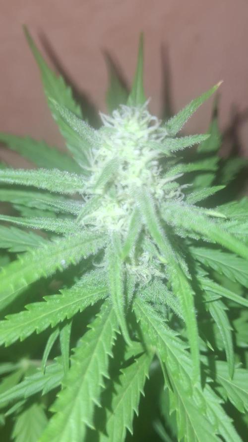 EXP#2 - Gorilla Cookies Auto FastBud