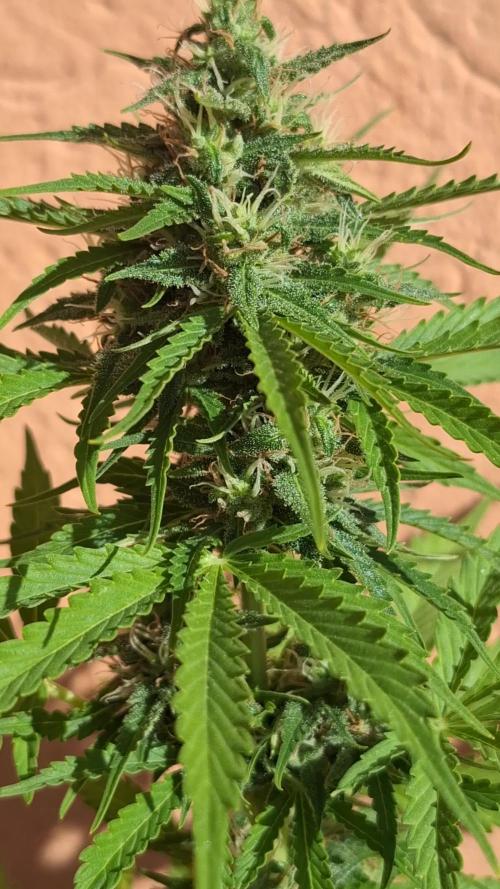 EXP#1 Orange Sherbet Auto (FastBud )