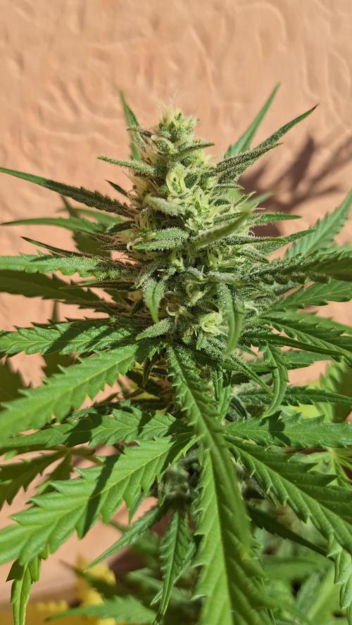 EXP#2 - Gorilla Cookies Auto FastBud