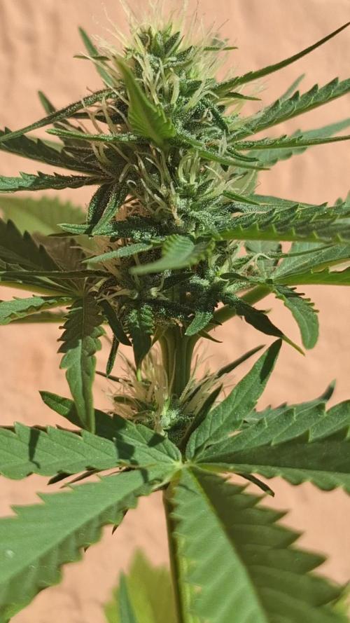 EXP#3 Sweet Seeds: Big Devil XL