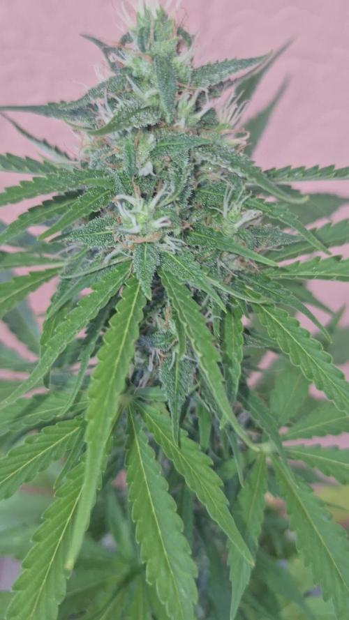 EXP#1 Orange Sherbet Auto (FastBud )