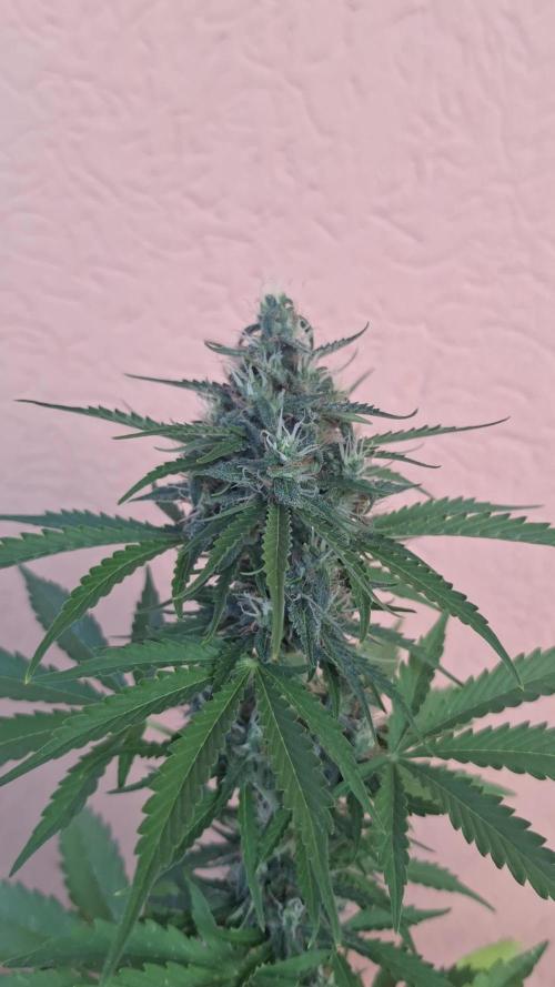 EXP#1 Orange Sherbet Auto (FastBud )