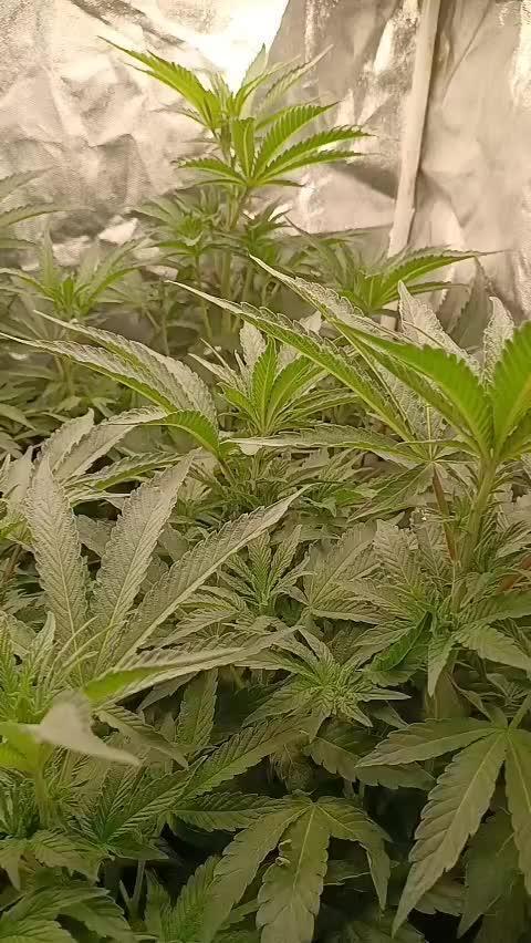 MAC 1 (Caps cut)