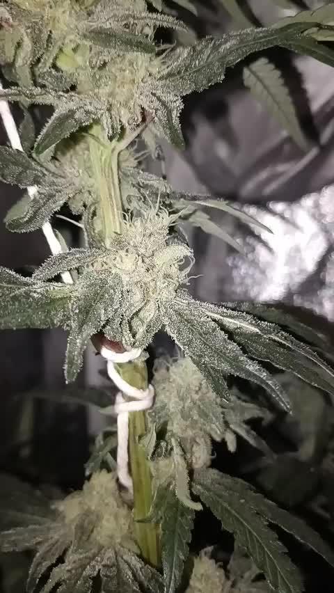 MAC 1 (Caps cut)